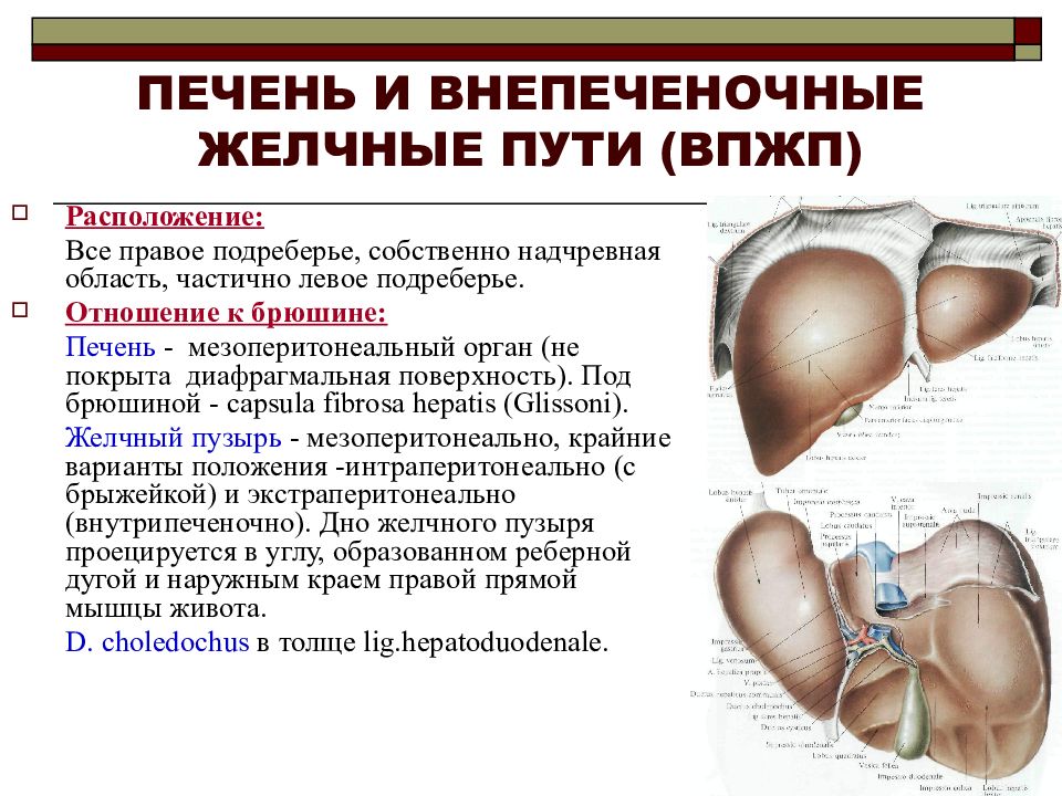 ПЕЧЕНЬ И ВНЕПЕЧЕНОЧНЫЕ ЖЕЛЧНЫЕ ПУТИ (ВПЖП)