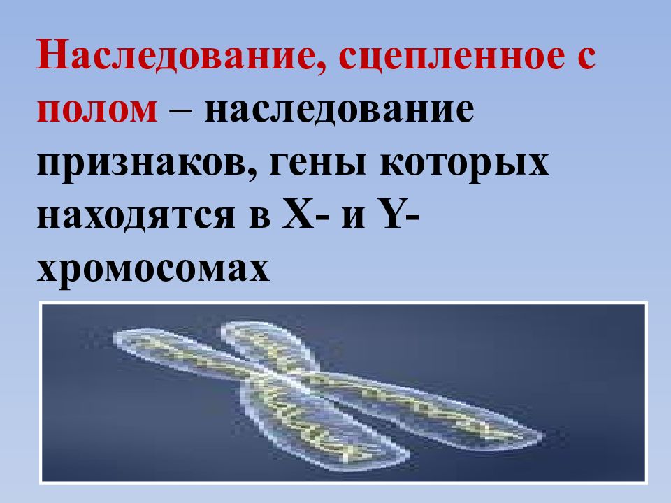 Презентация генетика пола наследование сцепленное с полом наследование