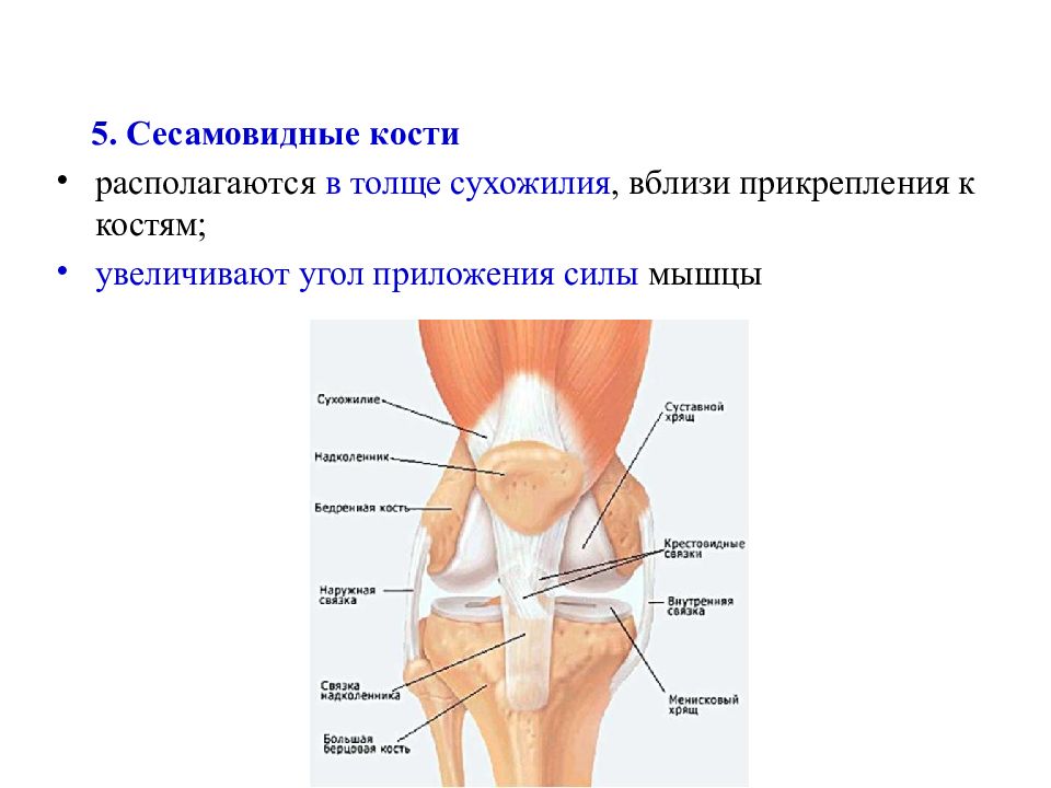 Сесамовидные кости. Сесамовидные кости располагаются в. Надколенник прикрепляется к кости. Сесамовидные кости расположены в толще сухожилий.