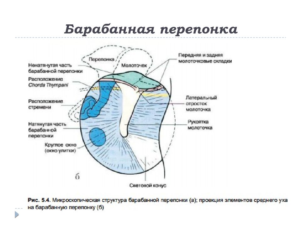 Перепонная барабанная перепонка. Барабанная перепонка анатомия строение. Строение барабанной перепонки гистология. Барабанная перепонка анатомия схема. Барабанная перепонка гистология препарат.