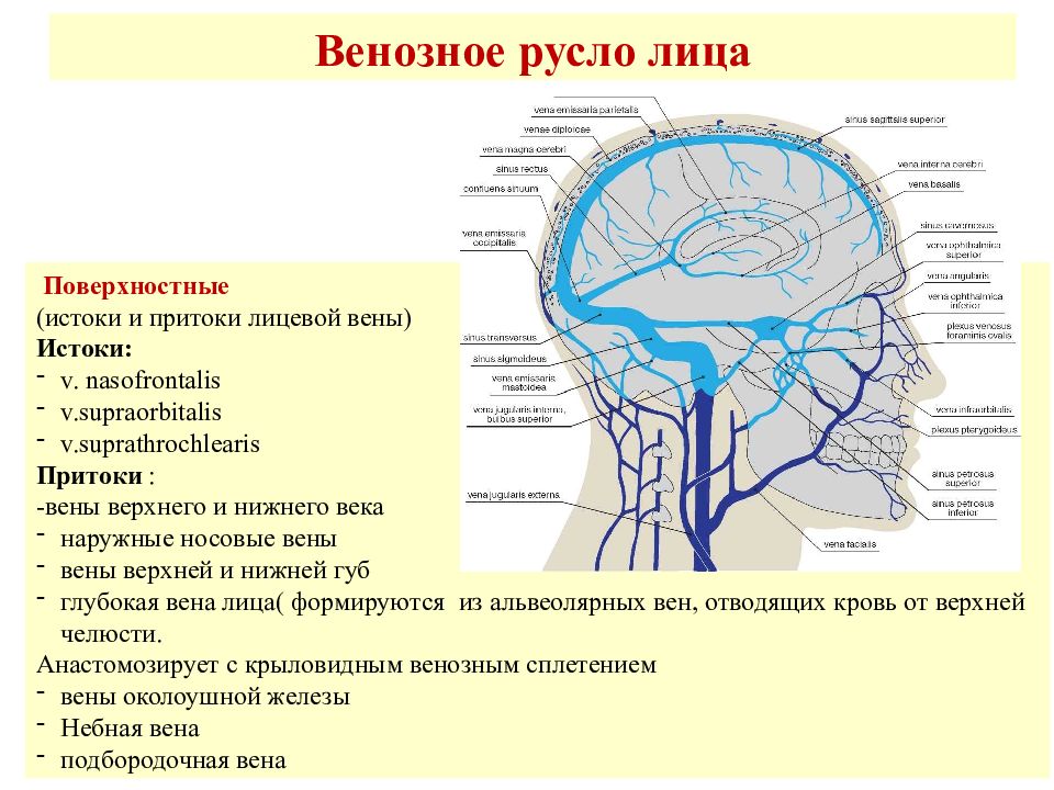 Кровообращение в голове схема