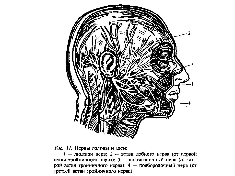 Схема нервы головы