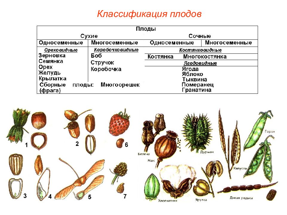 Виды семян презентация