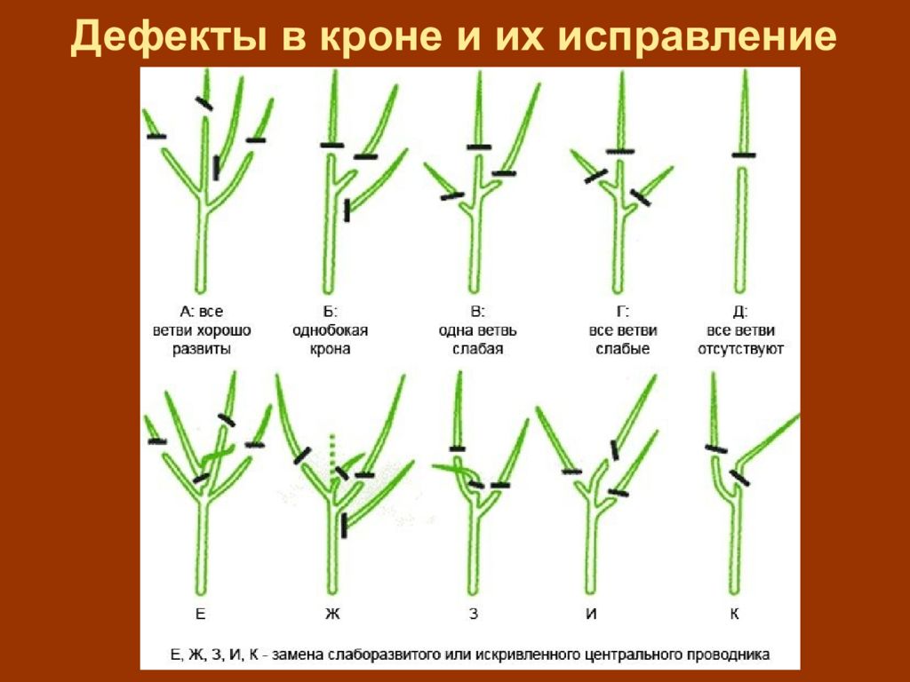 Крючки для формирования кроны дерева. Каштан обрезка и формирование кроны. Ясень как формировать. Платан формирование кроны.