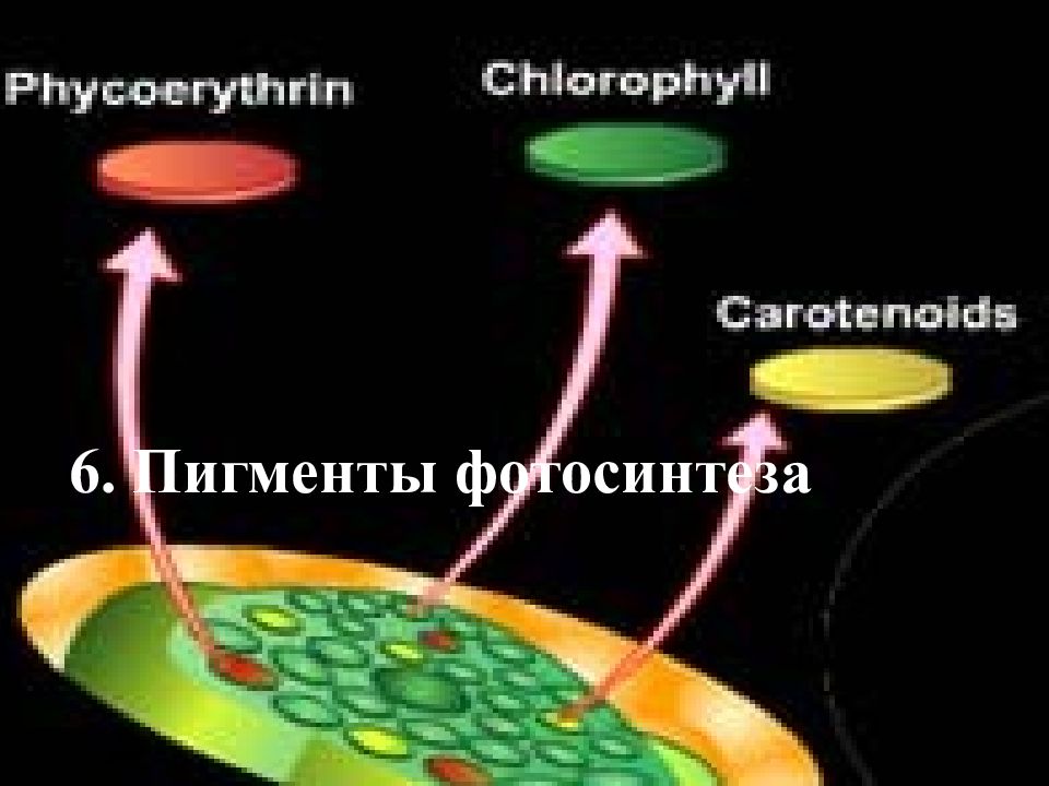 Пигмент участвовавший в фотосинтезе. Пигменты фотосинтеза. Фотосинтетические пигменты. Клеточный пигмент фотосинтеза. Фотосинтез пигменты фотосинтеза.