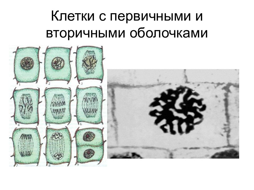 Клетки со. Макроструктура клеточной оболочки. Первичные клетки. Первичная и вторичная клеточная оболочка. Первичная оболочка растительной клетки.