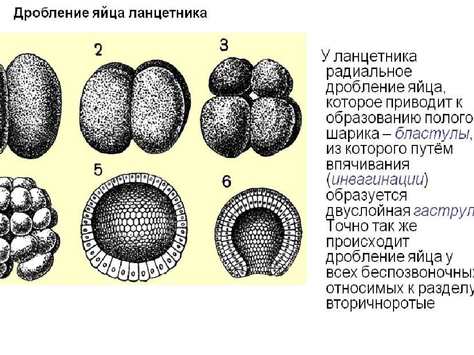 Дробление органогенез. Общая биология и микробиология. Микробиология зерна таблица. Трансформация микробиология кратко.