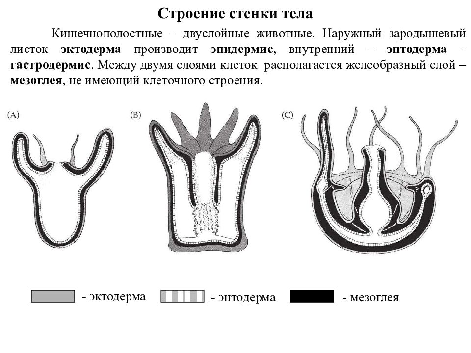 Зародышевые листки кишечнополостных. Мезодерма эктодерма энтодерма эмбрион. Энтодерма и мезодерма зародышевый листок. Тип гаструляции у кишечнополостных. Кишечнополостные строение клеток кишечнополостных.