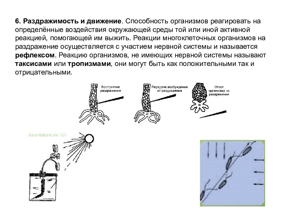 Примеры раздражимости у растений. Раздражимость и движение. Раздражимость организмов. Раздражимость многоклеточных организмов. Раздражимость одноклеточных организмов.