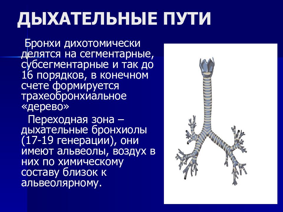 Левый бронх делится. Анатомия трахеобронхиального дерева. Сегментарные бронхи. Сегментарные бронхи делятся на. Строение трахеобронхиального дерева.