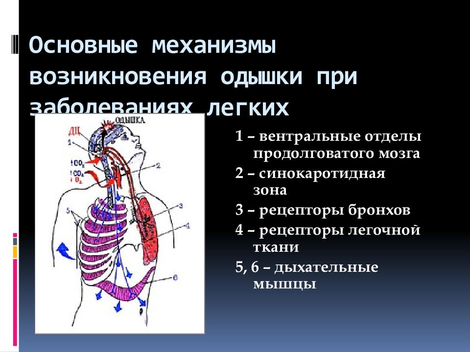 Отделы легких. Механизм развития одышки. Механизм появления одышки. Механизм экспираторной одышки. Механизм развития экспираторной одышки.