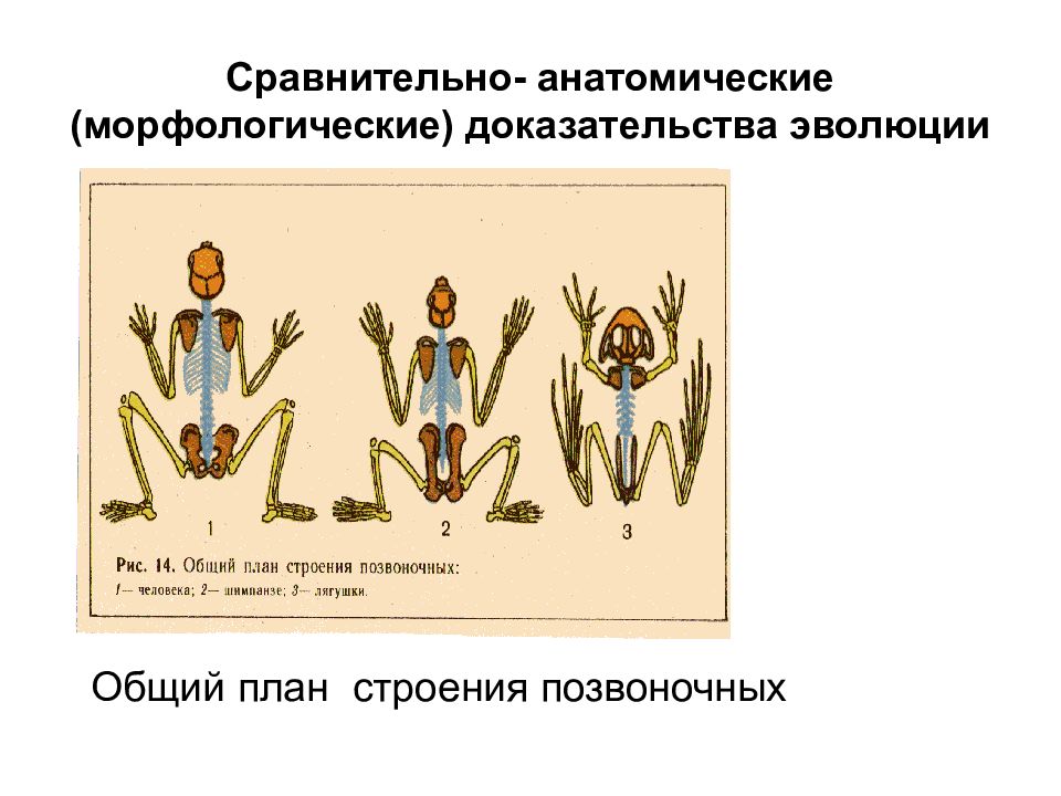 План доказательства эволюции