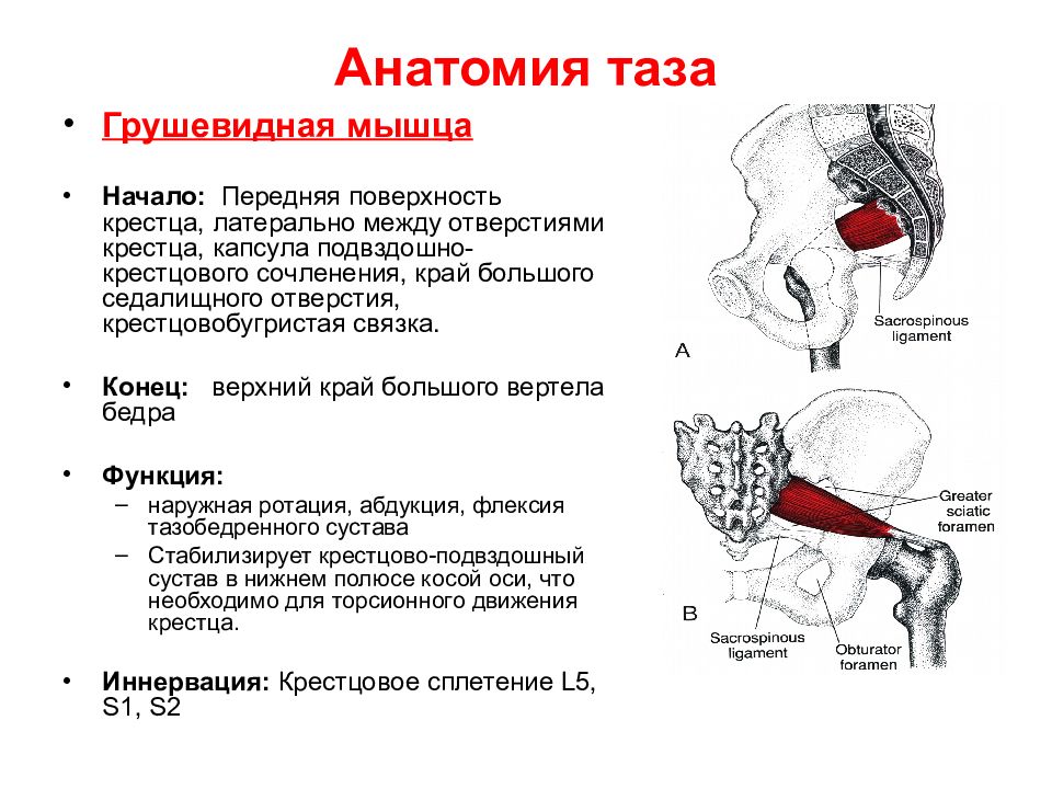 Лечение воспаление мышц тазобедренного сустава. Грушевидная мышца таза анатомия. Грушевидная мышца m. Piriformis. Грушевидная мышца крепление и функции. Грушевидная мышца функции анатомия.