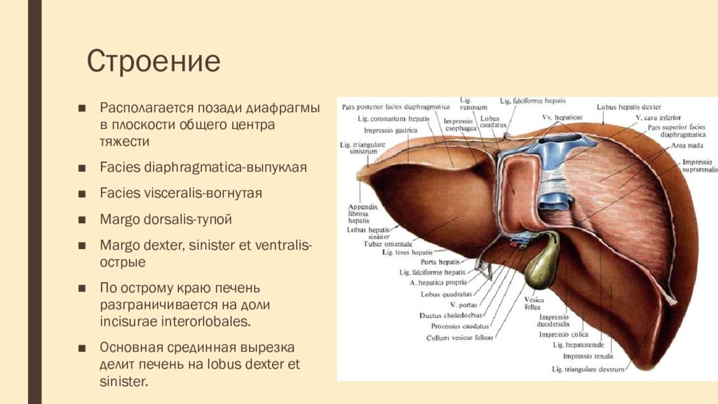 Печень части органа. Печень анатомия человека строение и функции. Вдавления печени на висцеральной поверхности. Доли печени анатомия человека. Печень человека анатомия строение и функции печени.