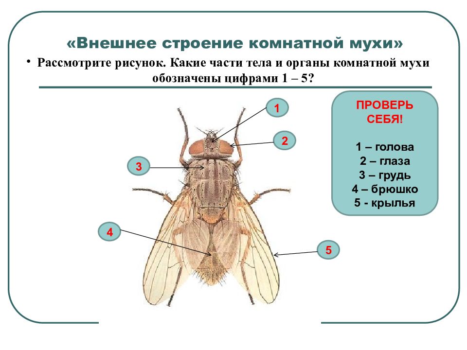 Схема строения насекомых