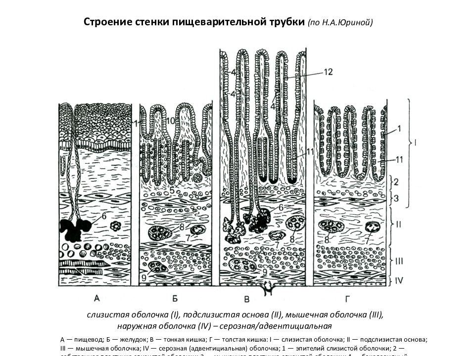 Общий план строения органа