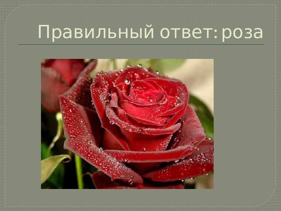 Answer rose. Загадки про розу с ответами. Вопрос и ответ для роза. Где отличия ответы роза.