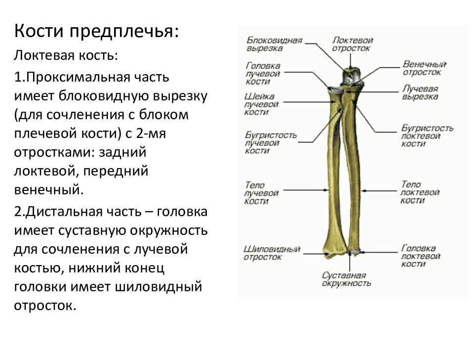 Кости предплечья соединение. Кости предплечья у человека. Блоковидная вырезка локтевой кости. Соединение костей предплечья. Кости предплечья анатомия.