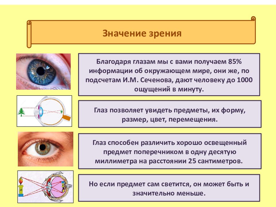 Глаз и зрение биология 8 класс презентация