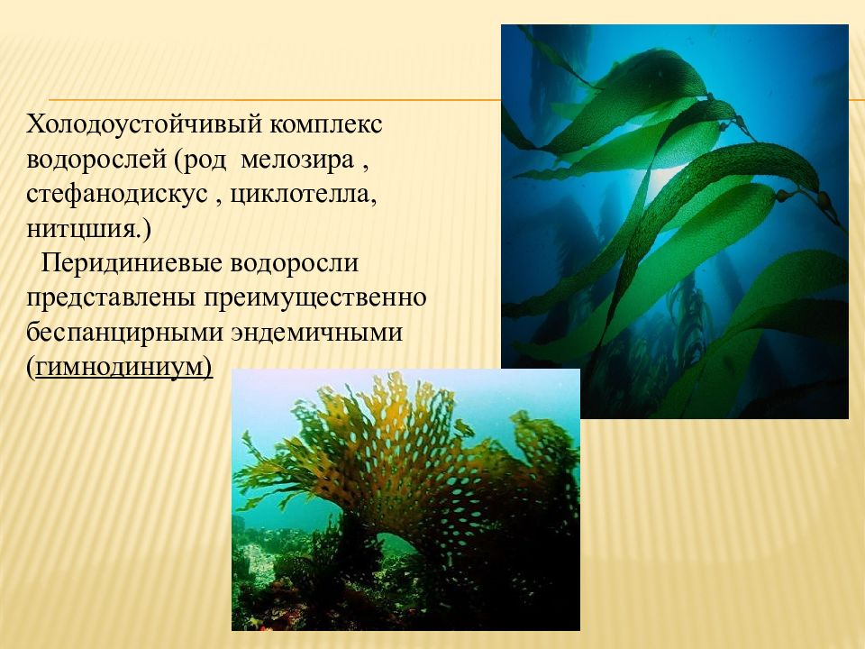 Перидиниевые водоросли. Комплекс водорослей. Родовые водоросли. Циклотелла водоросль.
