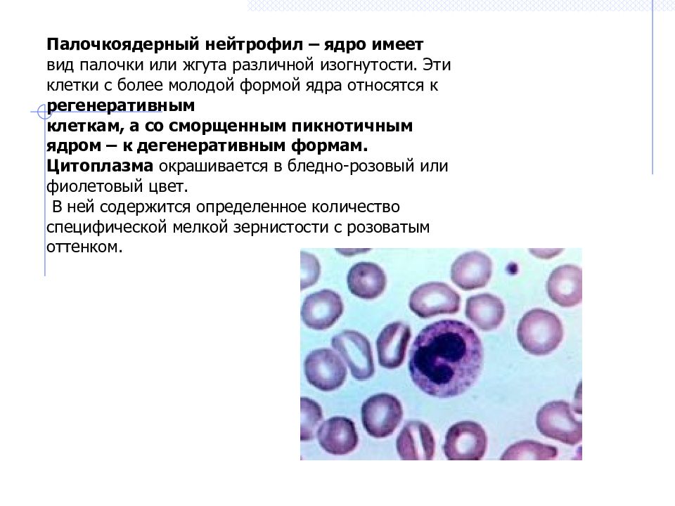 Палочкоядерные. Функции палочкоядерных лейкоцитов. Палочкоядерные нейтрофилы морфология. Палочкоядерные нейтрофилы форма ядра. Морфология палочкоядерных нейтрофилов.