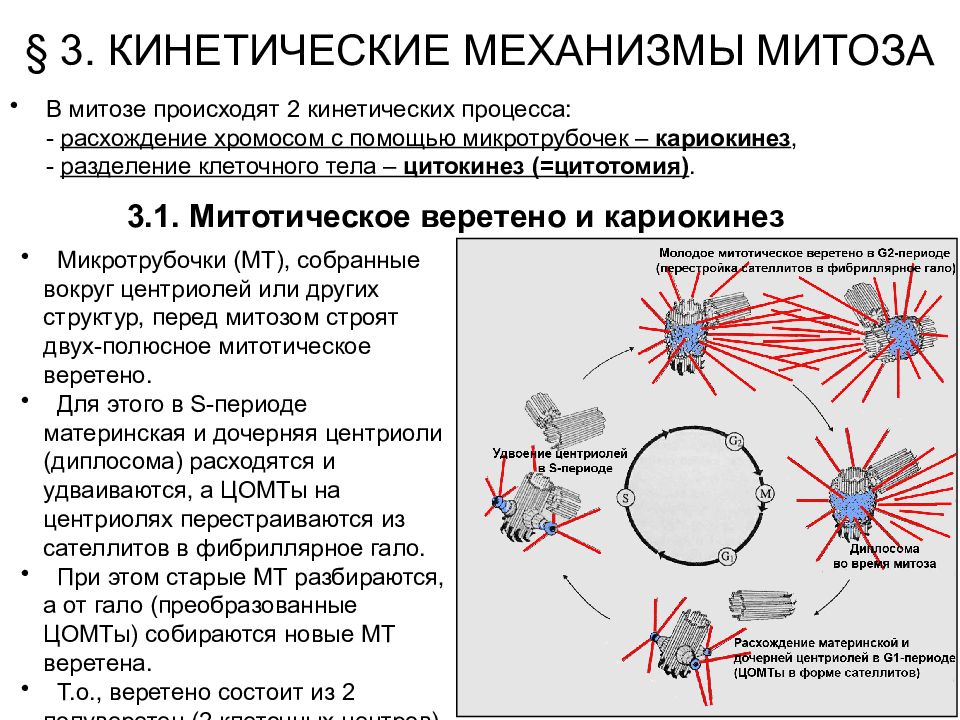 Репродукция клеток