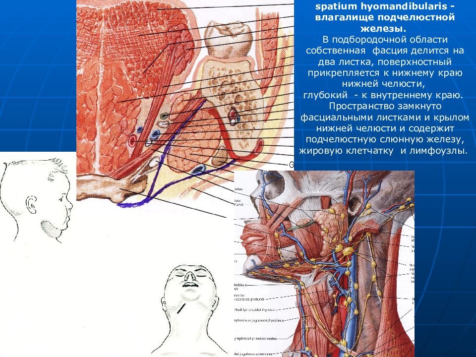 Подчелюстная железа. Поднижнечелюстная железа топографическая анатомия. Шея хирургия анатомия и топография. Топографическая анатомия подчелюстной железы. Топографическая анатомия поднижнечелюстной и подбородочной области.