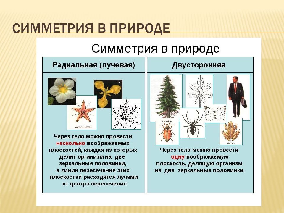 Презентация симметрия в биологии