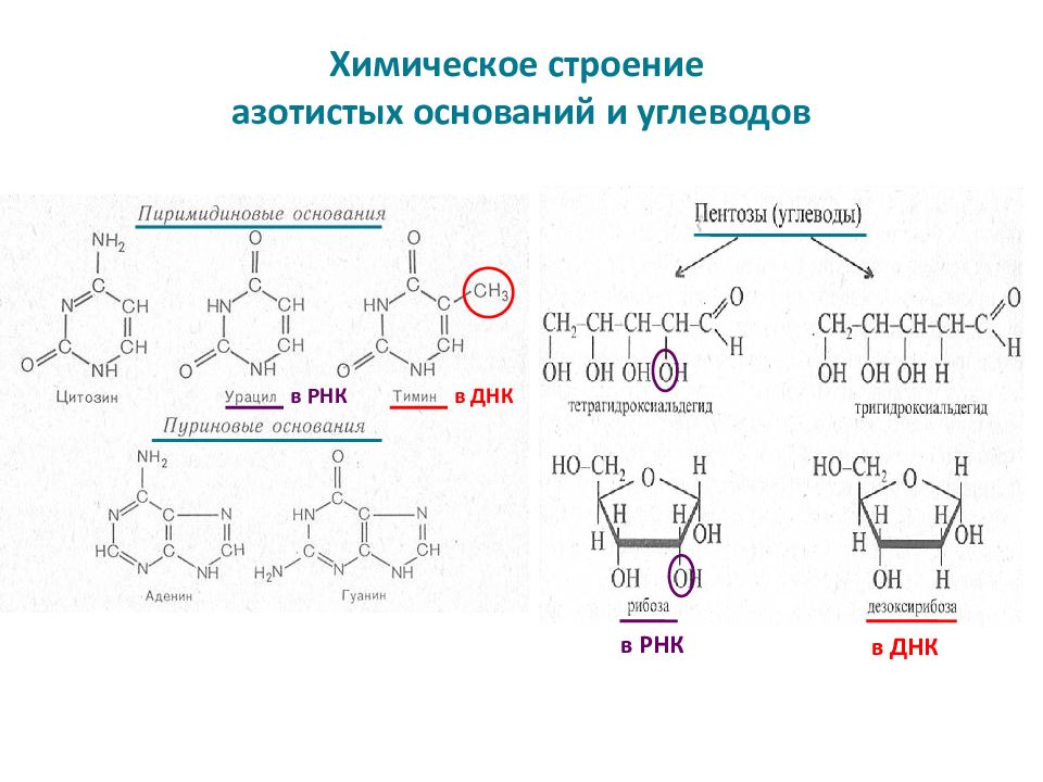 Нуклеиновые кислоты презентация биохимия