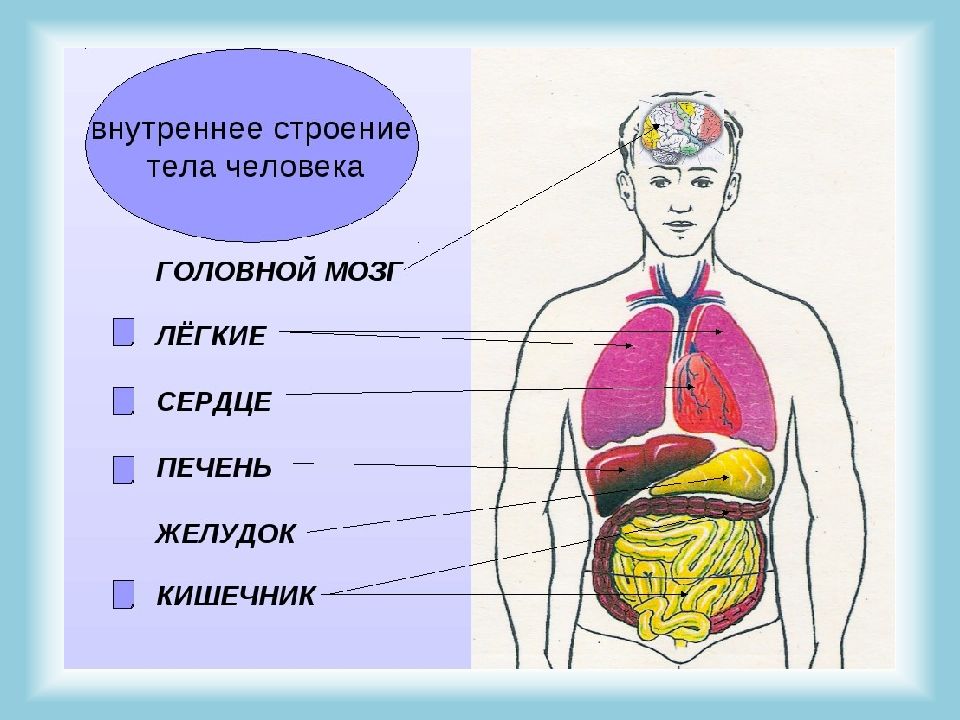 Проект наш организм по окружающему миру 3 класс