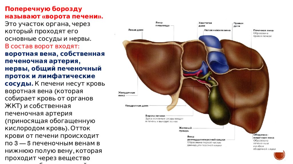 В какой состав органов входит печень