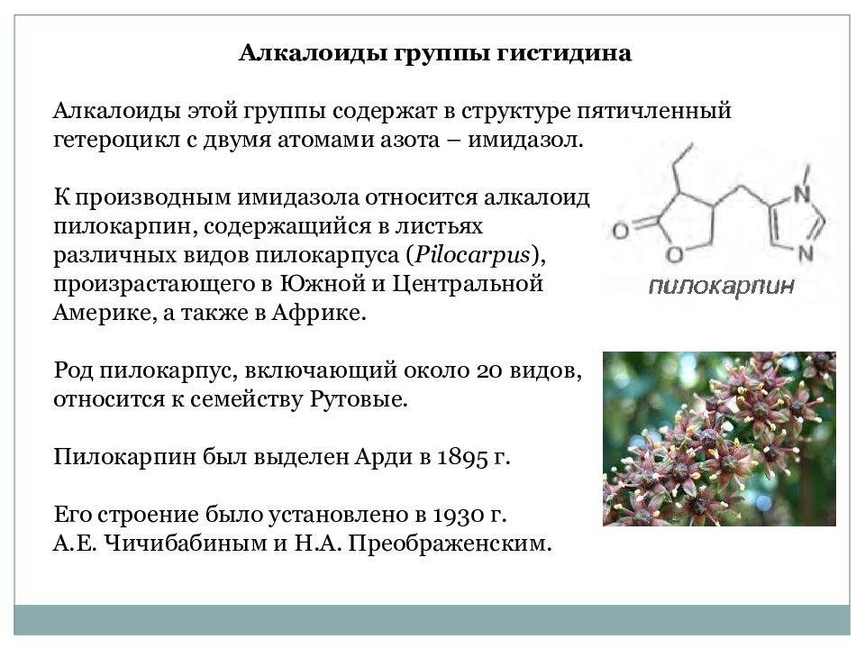 Алкалоид в чайных листьях. Алкалоиды лекарственные растения. Алкалоиды растительного происхождения. Алкалоиды общая формула. Алкалоиды формула.