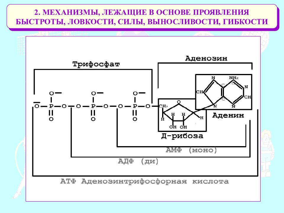 Механизм лежащий в основе. Какие механизмы лежат в основе формирования рас. Механизмы, лежащие в основе эп:.