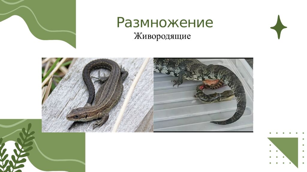 Общая характеристика пресмыкающихся