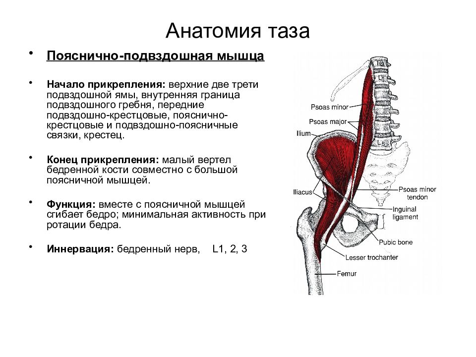 Тазовые мышцы анатомия