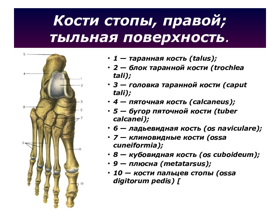 Тема кости