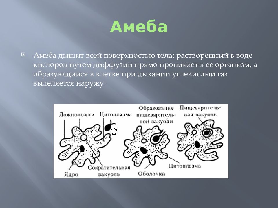 Какие процессы сопровождающие питание амебы изображены на рисунках а и б