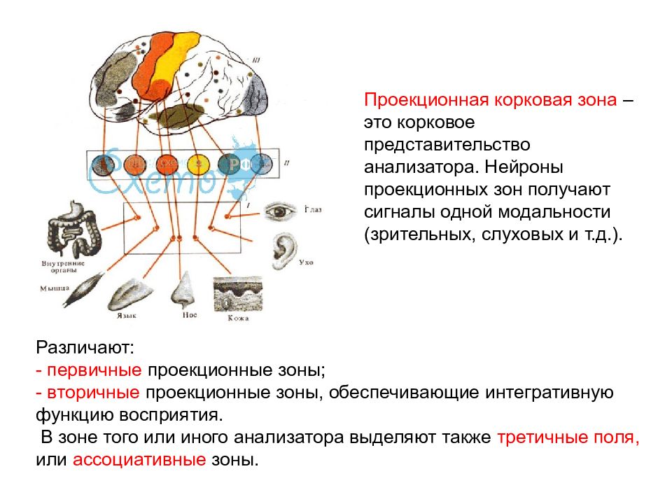 Зоны анализаторов