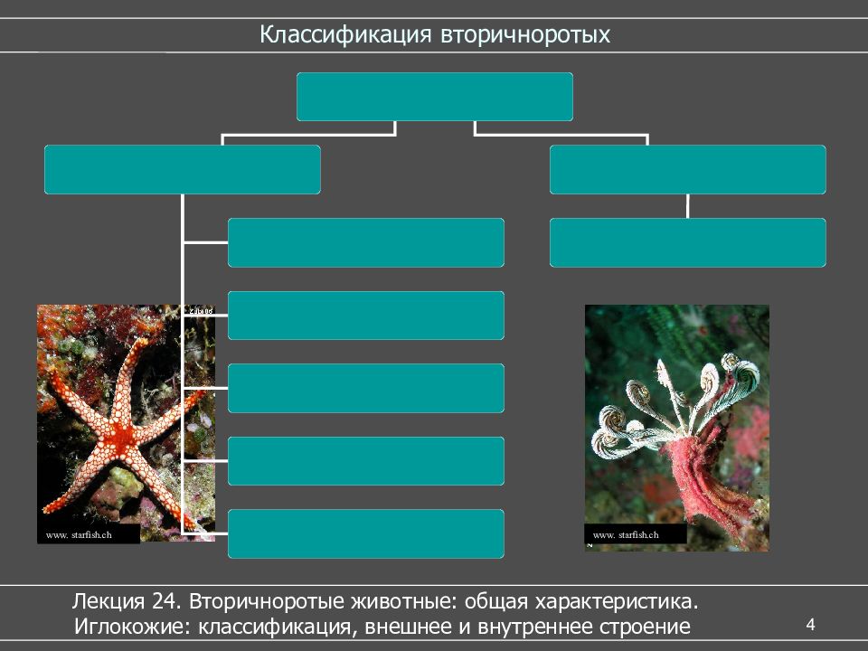 Вторичноротые