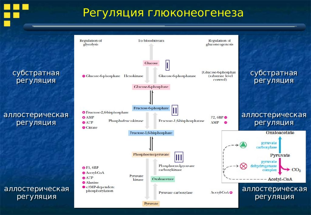 Регуляторные ферменты глюконеогенеза. Глюконеогенез схема с ферментами. Регуляторная реакция глюконеогенеза. Взаимодействие гликолиза и глюконеогенеза.