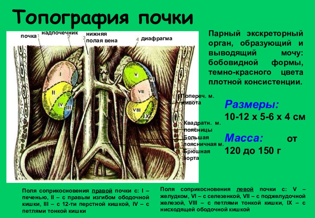 Презентация топография почек