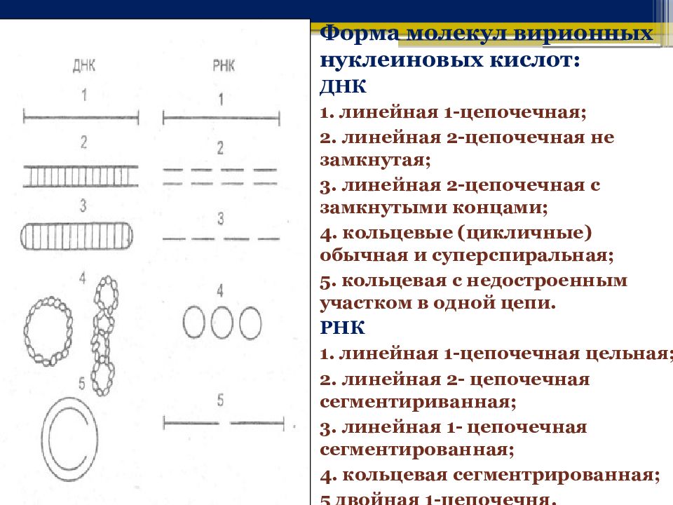 1 кольцевая днк. Форма молекул вирионных нуклеиновых кислот. Форма молекулы ДНК. Кольцевая и линейная ДНК. Линейная форма ДНК.