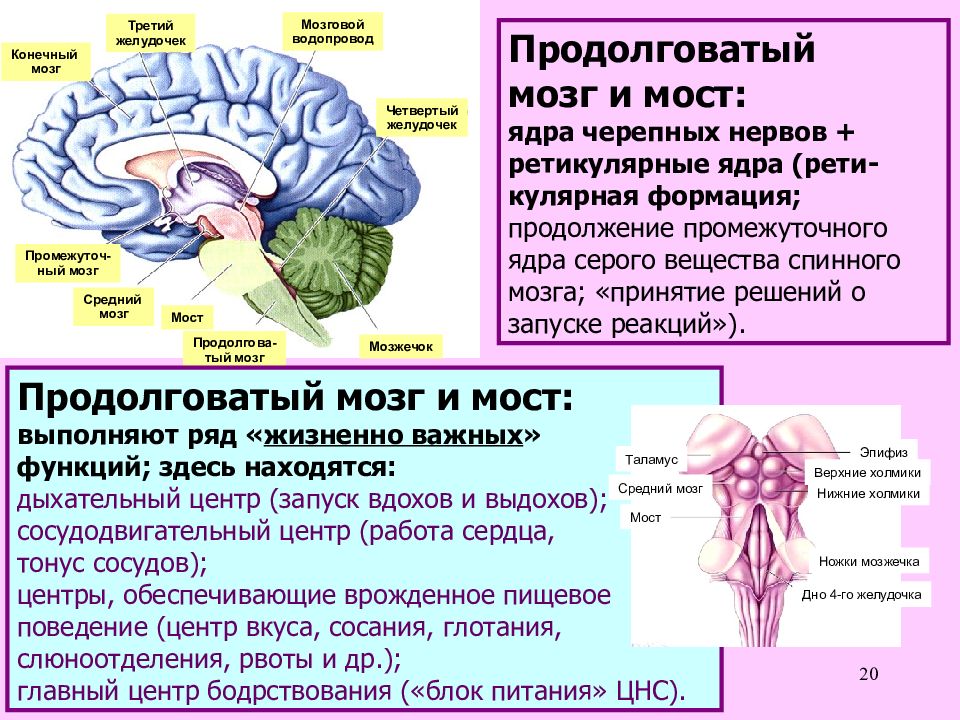 Роль отделов цнс. Дно 4 желудочка продолговатого мозга. Конечный мозг промежуточный мозг средний мозг. Продолговатый мозг состав ядра центры функции. Третий желудочек промежуточного мозга.