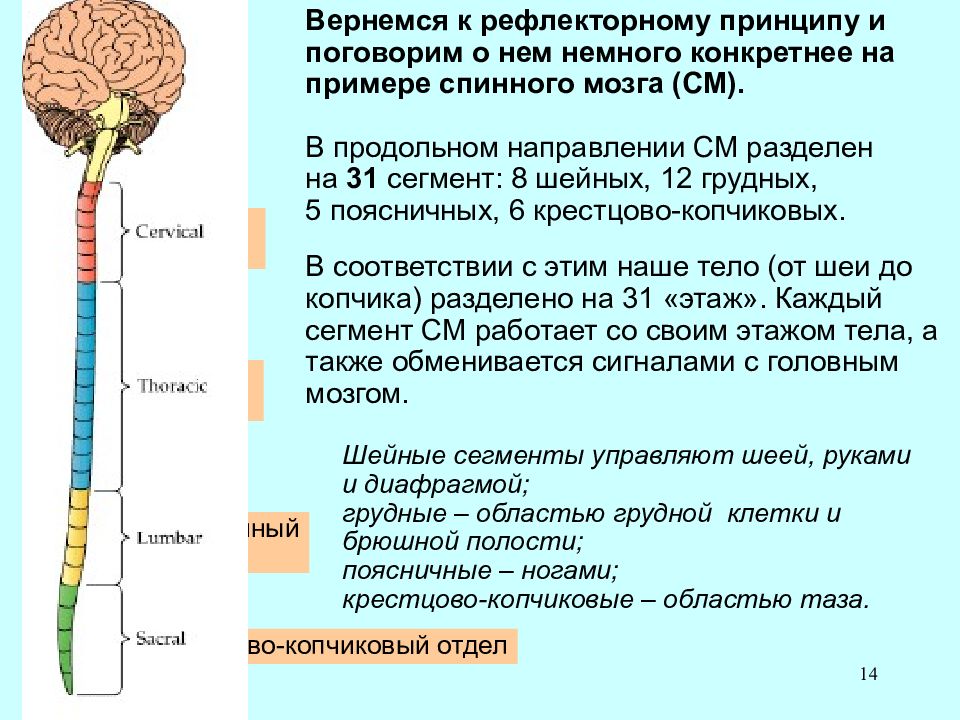 Анализы цнс. Физиология центральной нервной системы. В пределах центральной нервной системы находятся. Пищевой центр физиология.