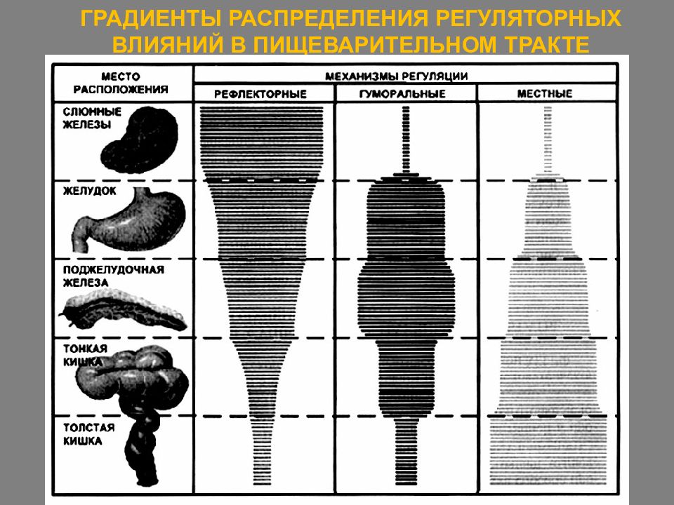 Что влияет на распределение основных. Градиент распределения регуляторных влияний ЖКТ выражается. Градиент распределения регуляторных влияний. Принципы регуляции ЖКТ физиология. Градиент местных регуляторных механизмов в пищеварительном тракте.