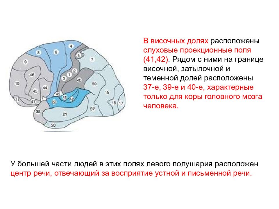 Локализация мозга. Локализация функций в коре больших полушарий. Динамическая локализация функций в коре больших полушарий. Локализация функций в коре больших полушарий функции. В височной доле расположены.