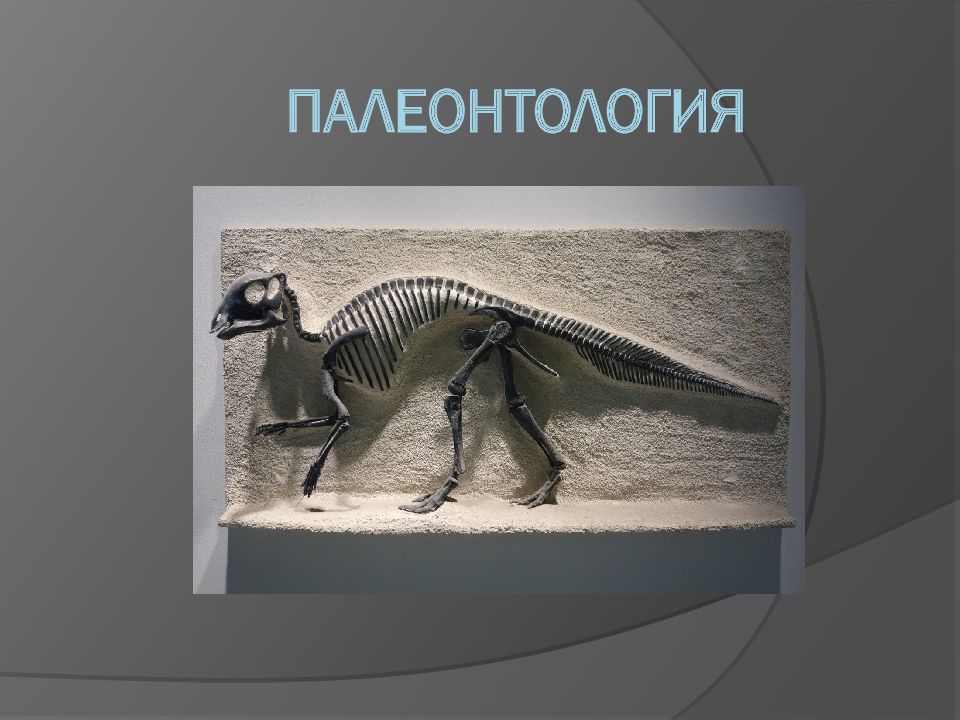 ПАЛЕОНТОЛОГИЯ