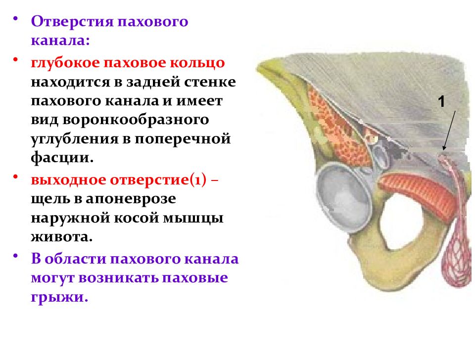 Расширение пахового кольца. Глубокое отверстие пахового канала. Глубокое кольцо пахового канала образовано. Глубокое кольцо пахового канала стенки. Наружное отверстие пахового кольца.