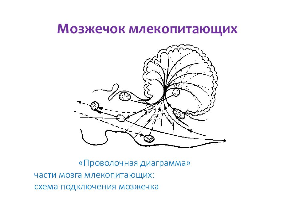 Схема головного мозга млекопитающих. Маммальный тип мозга. Функция мозжечка у млекопитающих. Функции отделов мозга у млекопитающих. Схема строения головного мозга млекопитающих.