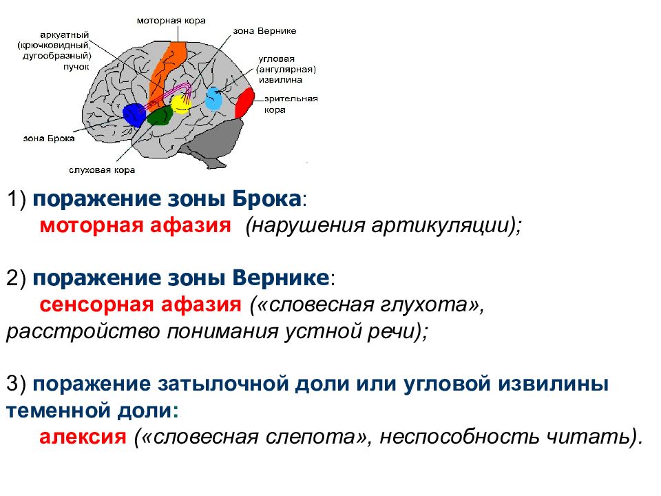 Сигнальная система головного мозга